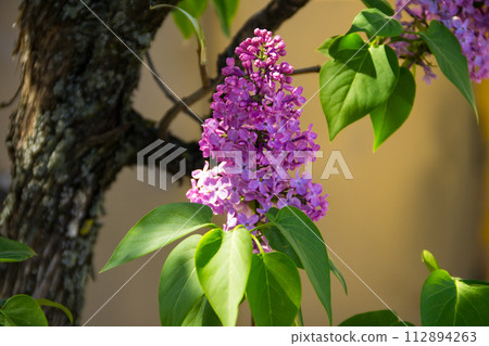 Purple lilac flowers on a bush 112894263