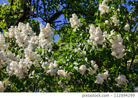 White lilac flowers on a bush 112894299