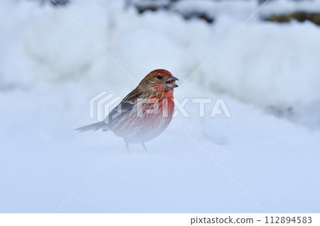 A cute little red bird, Cucumber, seen in the snowy mountains in winter during bird watching. 112894583