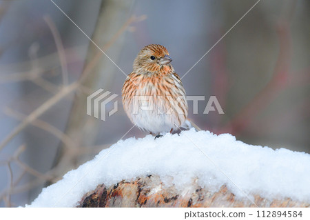A cute little red bird, Cucumber, seen in the snowy mountains in winter during bird watching. A cute little red bird, Cucumber, seen in the snowy mountains in winter during bird watching. 112894584