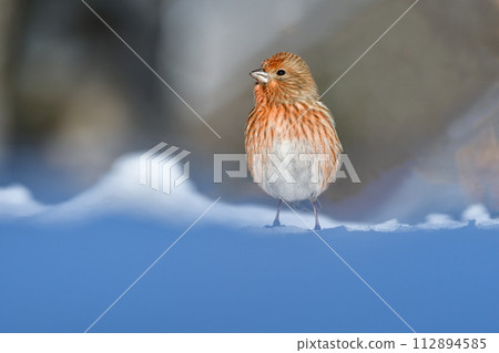 A cute little red bird, Cucumber, seen in the snowy mountains in winter during bird watching. 112894585