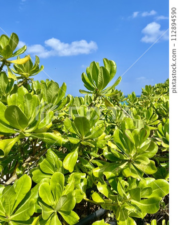 blue sky and green plants blue sky and green plants 112894590