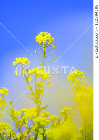清澈的油菜花 清澈的油菜花 112894598