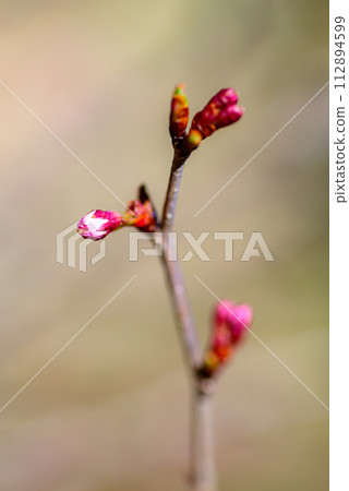 熊谷櫻花花蕾 熊谷櫻花花蕾 112894599