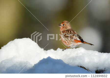 冬天雪山觀鳥時看到一隻可愛的紅色小鳥黃瓜。 112894602