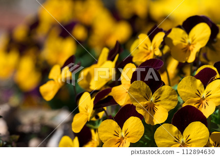 Pansy viola Pansy viola 112894630