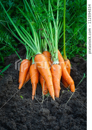 Carrot in woman hand in the garden 112894834