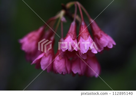 Cherry blossoms Cherry blossoms 112895140