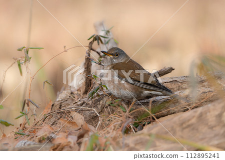 The white-bellied thrush is a pale brown and gray thrush that you can encounter in winter at your local park while birdwatching. The white-bellied thrush is a pale brown and gray thrush that you can encounter in winter at your local park while birdwatching. 112895241
