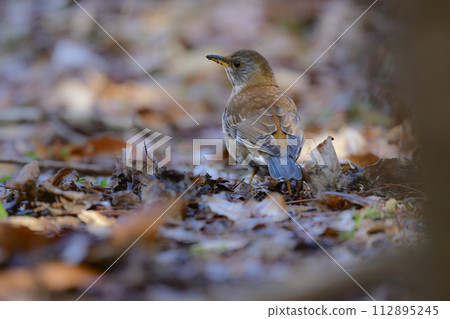 白腹畫眉鳥是一種淺棕色和灰色的畫眉鳥，冬季可以在當地公園觀鳥時發現。 112895245