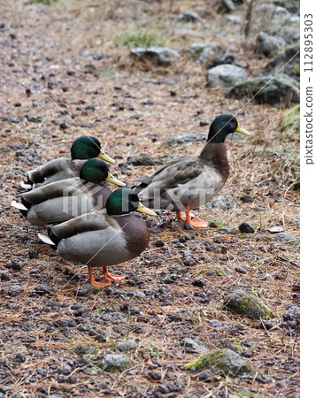 ducks in formation ducks in formation 112895303