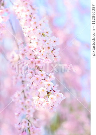 Sakura (Nakajima performance)_5360 112895387