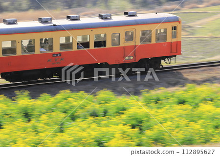 Kominato Railway "Train running through the rape blossom fields in Ishigami" background panning shot 112895627