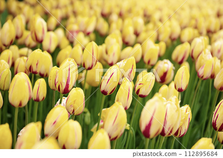 Yellow and red flowers 112895684