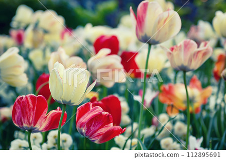 Red and white tulip flowers 112895691
