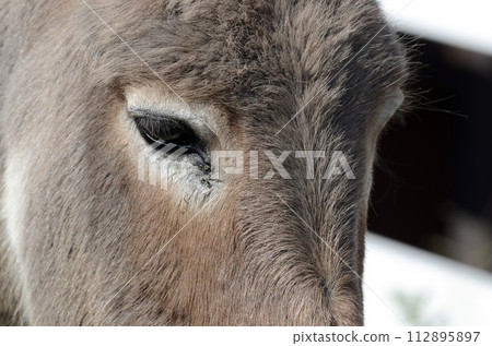 Pony Pony 112895897