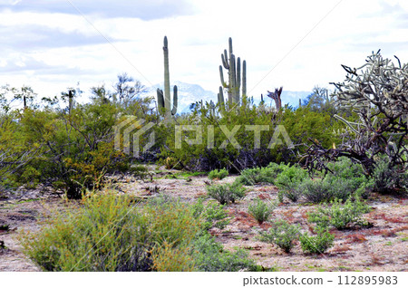 Central Sonora Desert Arizona Central Sonora Desert Arizona 112895983