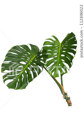 Dark green leaves of Monstera deliciosa isolated on white background 112896022