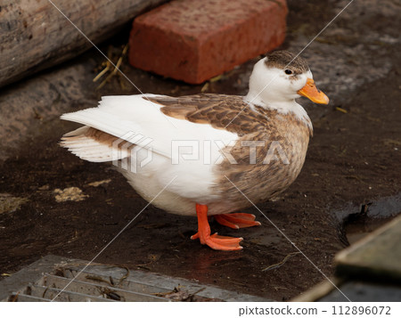 Cole duck in the park pond 112896072