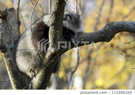 Raccoon dog 112896169