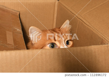 Red cat looks out of a cardboard box Red cat looks out of a cardboard box 112896172