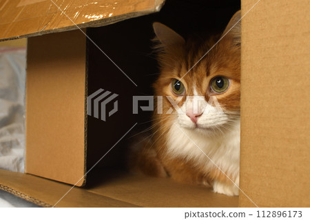 Red cat watching from a cardboard box Red cat watching from a cardboard box 112896173