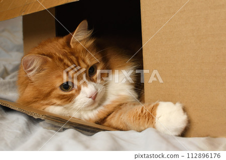 Red cat lies in a cardboard box Red cat lies in a cardboard box 112896176
