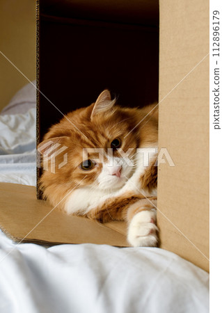 Red cat lies in a cardboard box 112896179