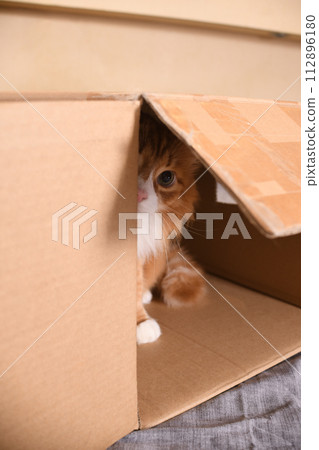 Red cat looks out of a cardboard box Red cat looks out of a cardboard box 112896180