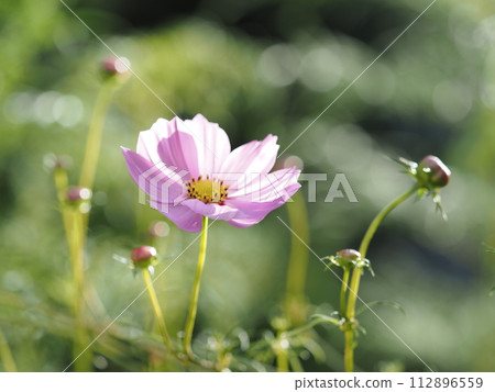 粉色的波斯菊，盛開在花園裡 112896559