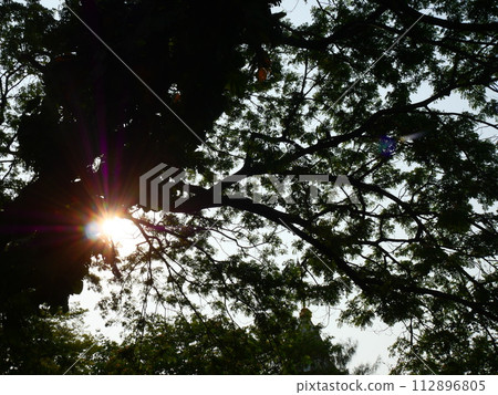 Silhouettes of branches, leaves, and trees taken from an elevated angle from the ground to the sky and sunlight was seen through the gaps between the branches Silhouettes of branches, leaves, and trees taken from an elevated angle from the ground to the sky and sunlight was seen through the gaps between the branches 112896805