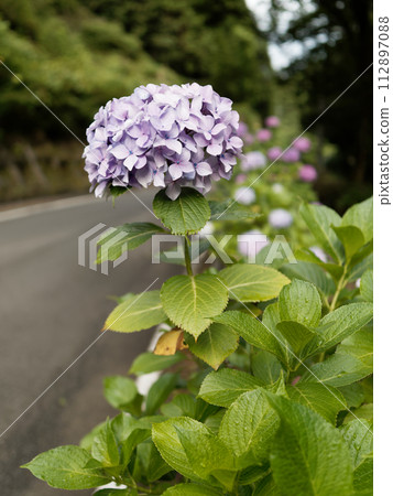 繡球花盛開在雨季的清除 繡球花盛開在雨季的清除 112897088