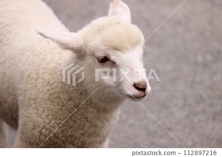 一隻小羊 112897216