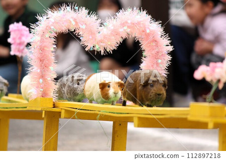 行進的豚鼠 112897218