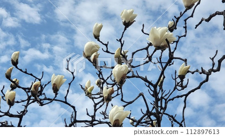 spring seoul magnolia spring seoul magnolia 112897613
