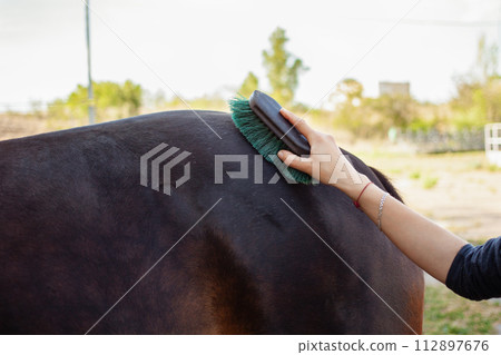 Brown horse on a background. Horse care, love for animals. Brown horse on a background. Horse care, love for animals. 112897676
