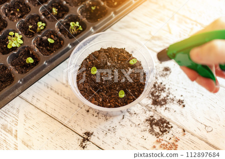 Flower transplant. Cells for growing seeds. 112897684