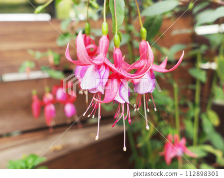 紫紅色花 紫紅色花 112898301