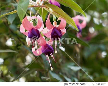 紫紅色花 112898309