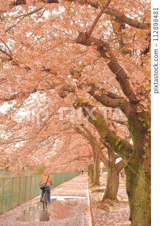 人們沿著盛開的櫻花樹散步 112898481