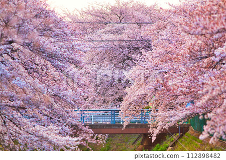 櫻花隧道 112898482