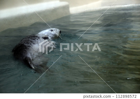 海獺 海獺 112898572