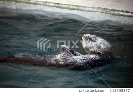 Sea otter Sea otter 112898577
