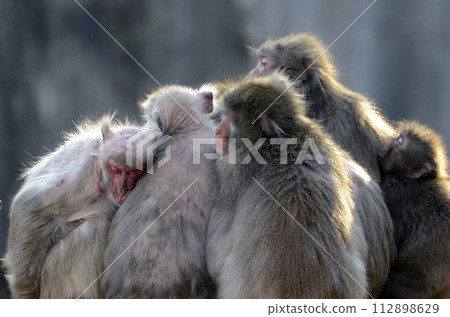 Japanese macaques 112898629