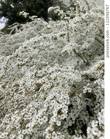 雪之木在公園裡 雪之木在公園裡 112898767