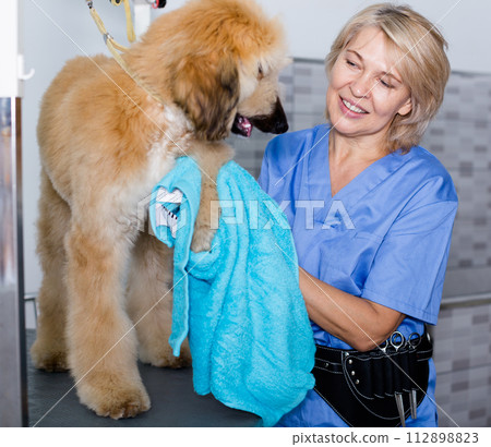 Mature woman hairdresser wipes puppy of Afghan hound in hairdresser for dogs Mature woman hairdresser wipes puppy of Afghan hound in hairdresser for dogs 112898823