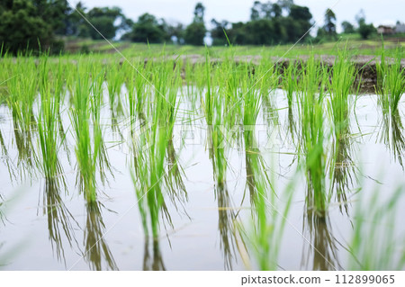 Landscape on terraced newly planted paddy rice fields on mountain with foggy in the countryside, Chiangmai Province of Thailand. Travel in greenery tropical rainy season concept 112899065