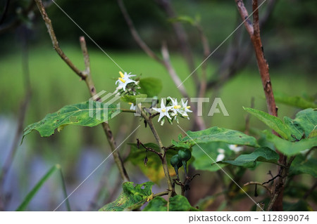 Blooming white flowers and Turkey berry bunch, Pea Eggplant or Solanum torvum is growing in farmland 112899074