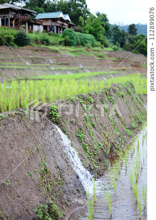 Diversion of water into terraced newly planted paddy rice fields on mountain in Thailand. Water resource management system in agriculture ecology 112899076