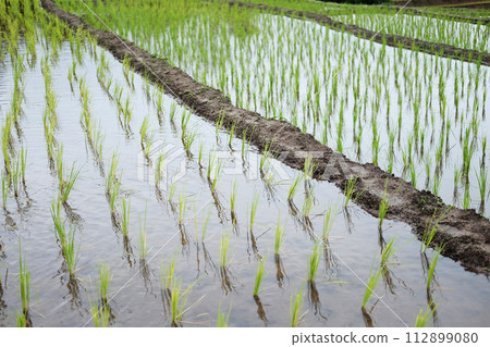 Landscape on terraced newly planted paddy rice fields on mountain with foggy in the countryside, Chiangmai Province of Thailand. Travel in greenery tropical rainy season concept Landscape on terraced newly planted paddy rice fields on mountain with foggy in the countryside, Chiangmai Province of Thailand. Travel in greenery tropical rainy season concept 112899080